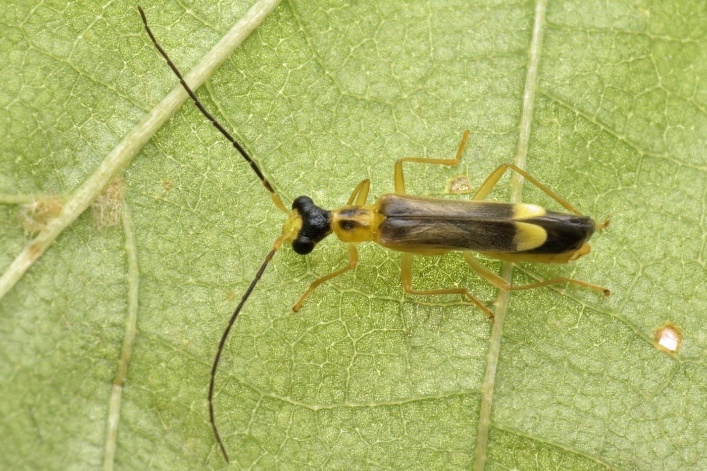 Cantharidae:  Malthinus flaveolus m & f ? S